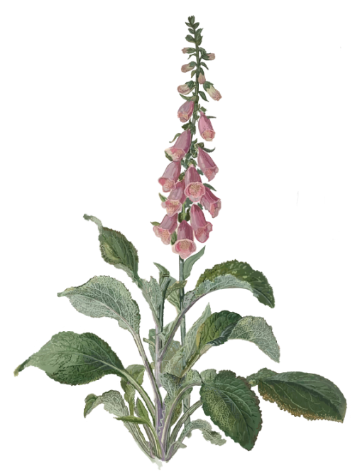 digitalis